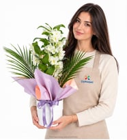Beyaz Saksıda Lila Pembe Buket Kağıtlı Dendrobium