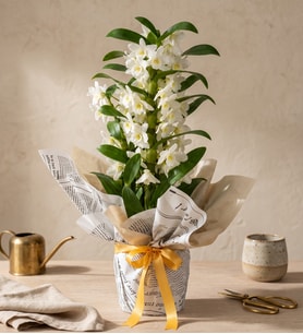 Gazete Buketli Saksıda Dendrobium