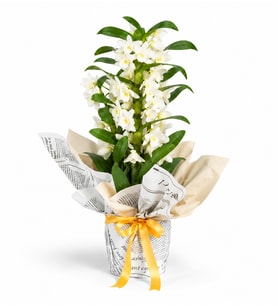 Gazete Buketli Saksıda Dendrobium