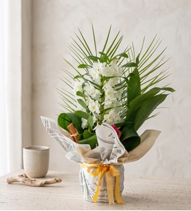 Gazete Buketli Saksıda Dendrobium