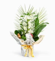 Gazete Buketli Saksıda Dendrobium