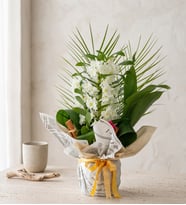 Gazete Buketli Saksıda Dendrobium