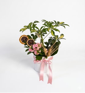Beyaz Saksıda Schefflera ve Kalanchoe