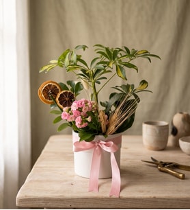 Beyaz Saksıda Schefflera ve Kalanchoe