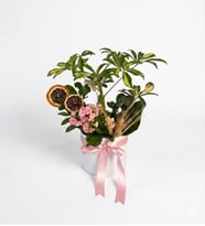 Beyaz Saksıda Schefflera ve Kalanchoe