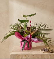 Pembe-Lila Buket Kağıdında Monstera