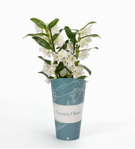 Geçmiş Olsun Saksı Kılıfında Dendrobium