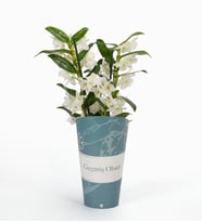 Geçmiş Olsun Saksı Kılıfında Dendrobium