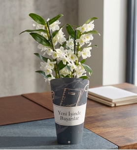 Yeni İşinde Başarılar Saksı Kılıfında Dendrobium