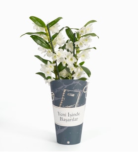 Yeni İşinde Başarılar Saksı Kılıfında Dendrobium