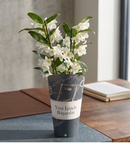 Yeni İşinde Başarılar Saksı Kılıfında Dendrobium