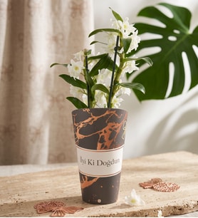 İyi Ki Doğdun Saksı Kılıfında Dendrobium