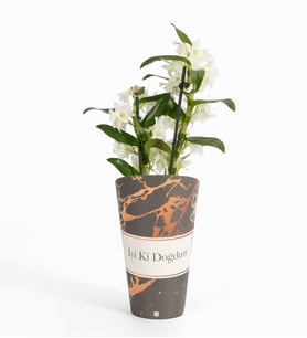 İyi Ki Doğdun Saksı Kılıfında Dendrobium