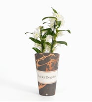 İyi Ki Doğdun Saksı Kılıfında Dendrobium