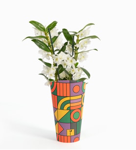 Renkli Saksı Kılıfında Dendrobium