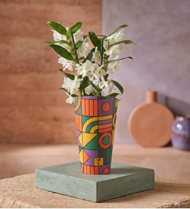 Renkli Saksı Kılıfında Dendrobium