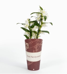 Seni Seviyorum Saksı Kılıfında Dendrobium