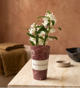 Seni Seviyorum Saksı Kılıfında Dendrobium