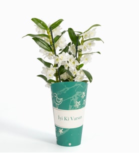 İyi Ki Varsın Saksı Kılıfında Dendrobium