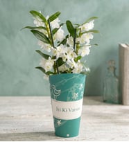 İyi Ki Varsın Saksı Kılıfında Dendrobium