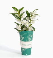 İyi Ki Varsın Saksı Kılıfında Dendrobium