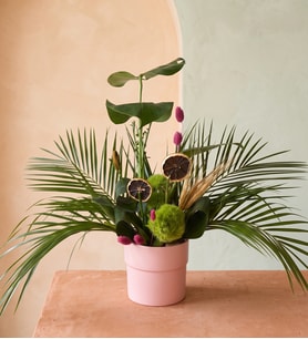 Pembe Polimer Saksıda Monstera ve Feniks