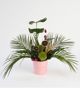 Pembe Polimer Saksıda Monstera ve Feniks