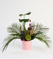 Pembe Polimer Saksıda Monstera ve Feniks