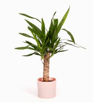 Pembe Polimer Saksıda Yuca Bitkisi