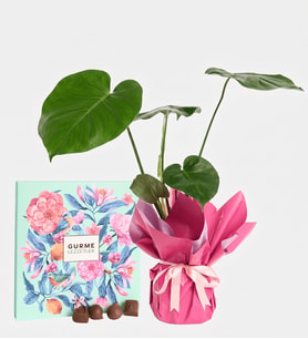 Lila Buketli Saksıda Monstera ve Gurme Lezzetler
