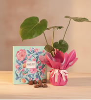 Lila Buketli Saksıda Monstera ve Gurme Lezzetler