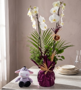 Buket Kağıtlı Çift Dal Orkide ve Peluş Eşek