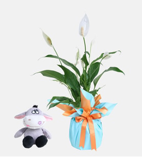 Buket Kağıtlı Saksıda Barış Çiçeği ve Peluş Eşek