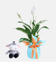 Buket Kağıtlı Saksıda Barış Çiçeği ve Peluş Eşek