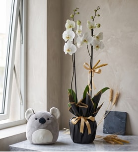 Saksıda Çift Dal Beyaz Orkide ve Koala Yastık