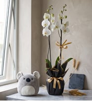 Saksıda Çift Dal Beyaz Orkide ve Koala Yastık