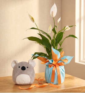 Buket Kağıtlı Saksıda Spatifilyum ve Koala Yastık