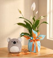 Buket Kağıtlı Saksıda Spatifilyum ve Koala Yastık