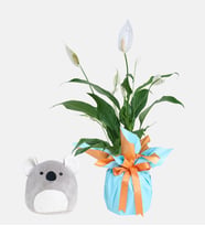 Buket Kağıtlı Saksıda Spatifilyum ve Koala Yastık