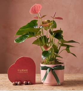 Saksıda Pembe Antoryum ve Trüflü Kalp Gurme Lezzetler