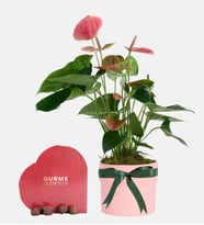 Saksıda Pembe Antoryum ve Trüflü Kalp Gurme Lezzetler