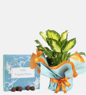 Bukette Difenbahya ve Geçmiş Olsun Gurme Lezzetler