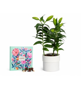 Saksıda Pembe Lilyum ve Karışık Gurme Lezzetler