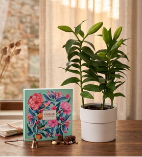 Saksıda Pembe Lilyum ve Karışık Gurme Lezzetler