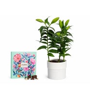 Saksıda Pembe Lilyum ve Karışık Gurme Lezzetler