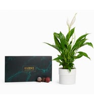 Saksıda Spatifilyum ve Karışık Gurme Lezzetler