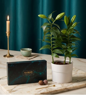 Saksı Lilyum ve Karışık Gurme Lezzetler