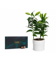 Saksı Lilyum ve Karışık Gurme Lezzetler