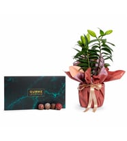 Buket Kağıtlı Saksı Lilyum ve Gurme Lezzetler