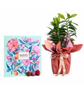 Buket Kağıtlı Saksı Lilyum ve Karma Gurme Lezzetler
